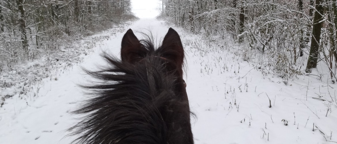 Har du lyst å ri i vinterferien?